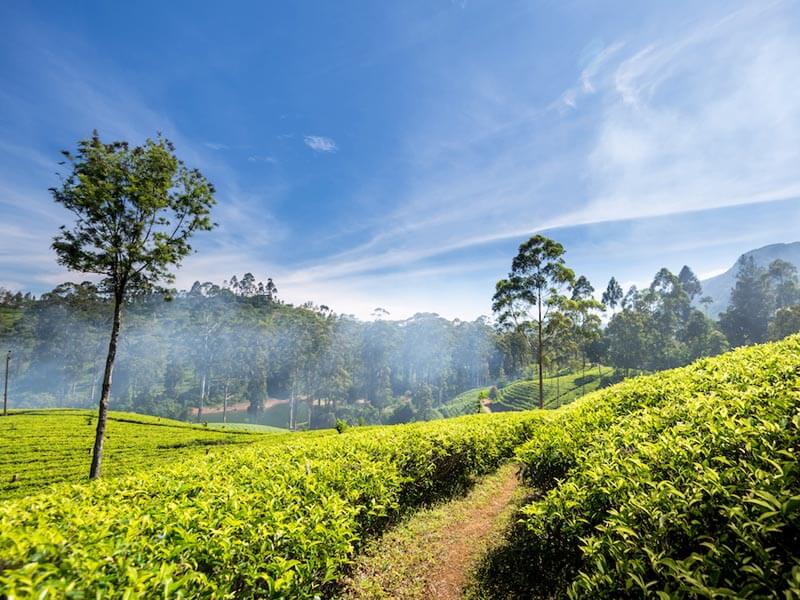 Teeplantagen und Teefabrik
