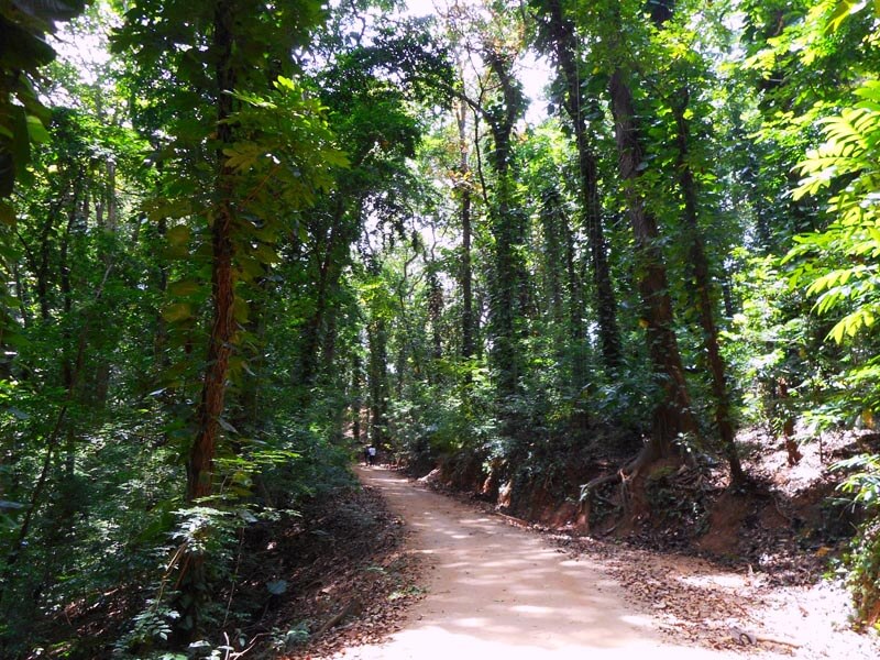 Waldschutzgebiet Udawatta Kele